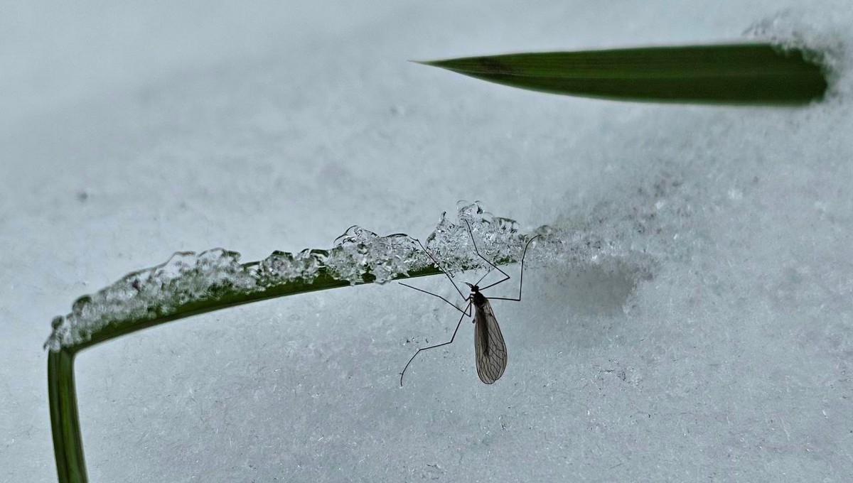 В Минэкологии жителей Подмосковья предупредили о сезоне зимних комаров