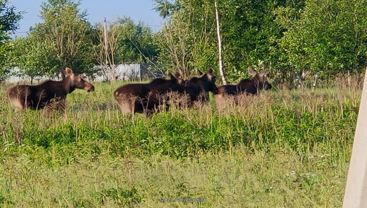 На дорогах под Серпуховом замечены лесные жители