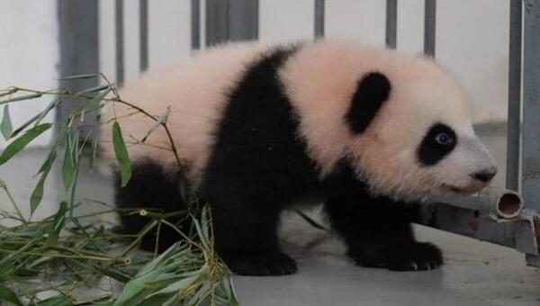 В жизни малышки-панды из Московского зоопарка произошло большое событие