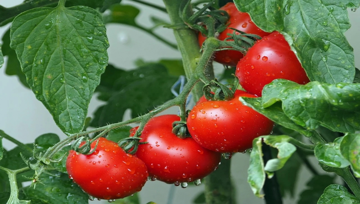 Богатый урожай томатов поможет собрать это удобрение