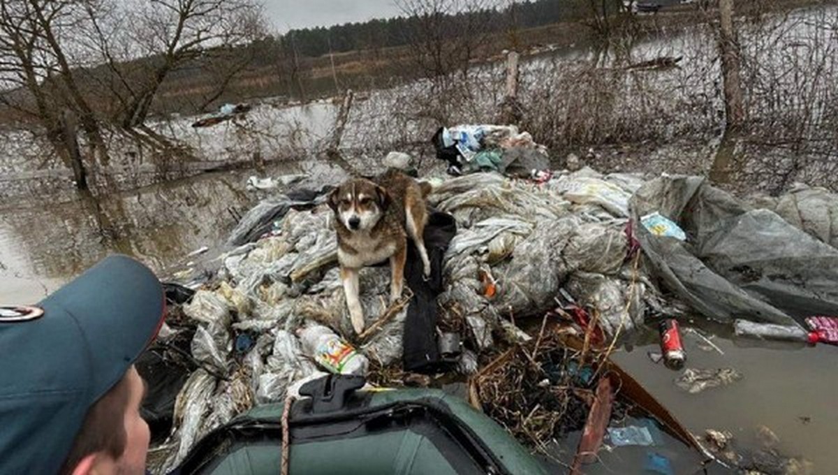 В Серпухове спасатели пришли на помощь четвероногим