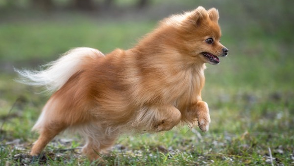 Названа самая популярная порода собак, которую предпочитают россияне