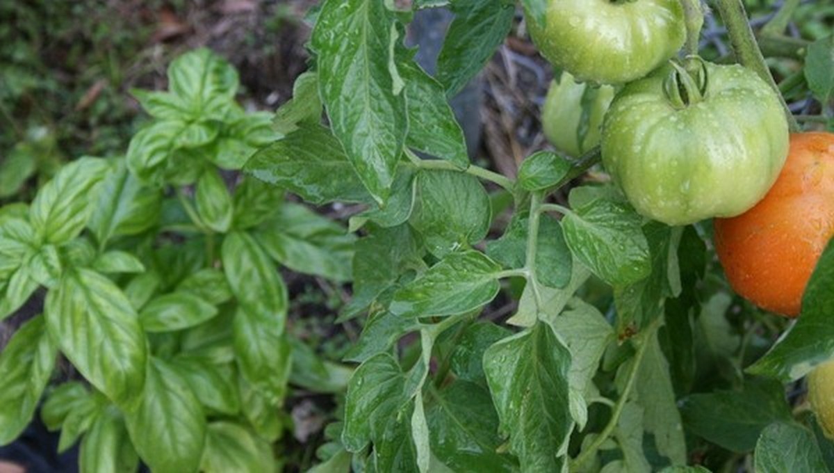 Это растение станет лучшим соседом для томатов