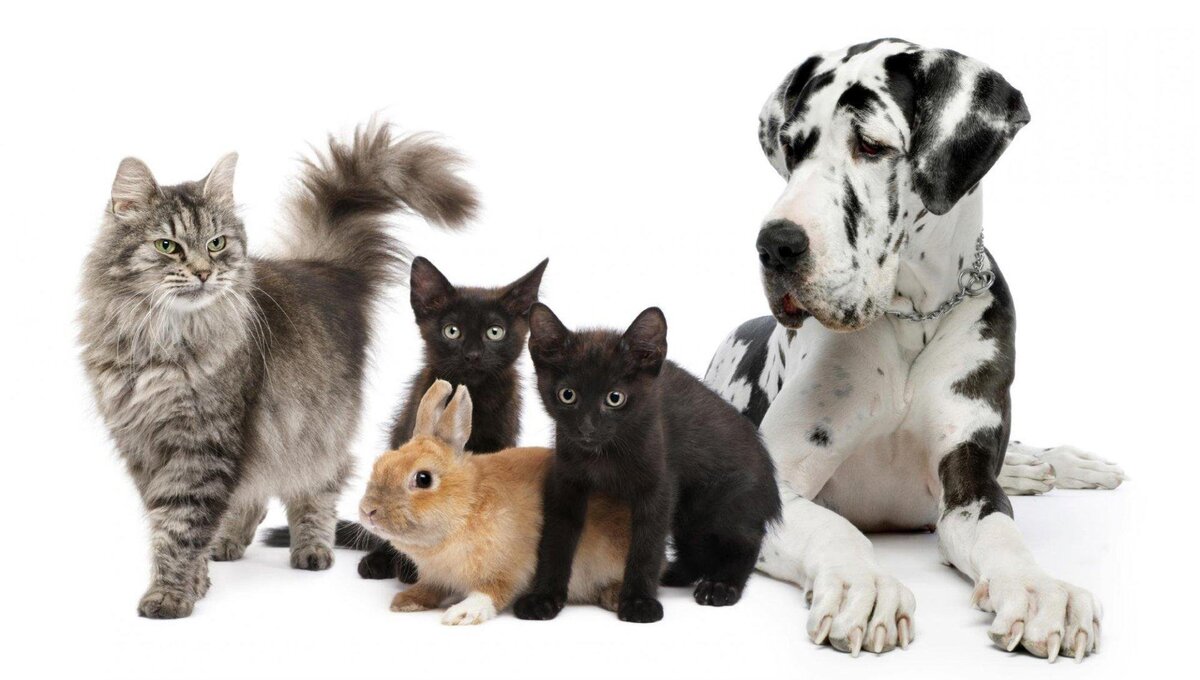 Владельцам домашних животных поможет ИИ
