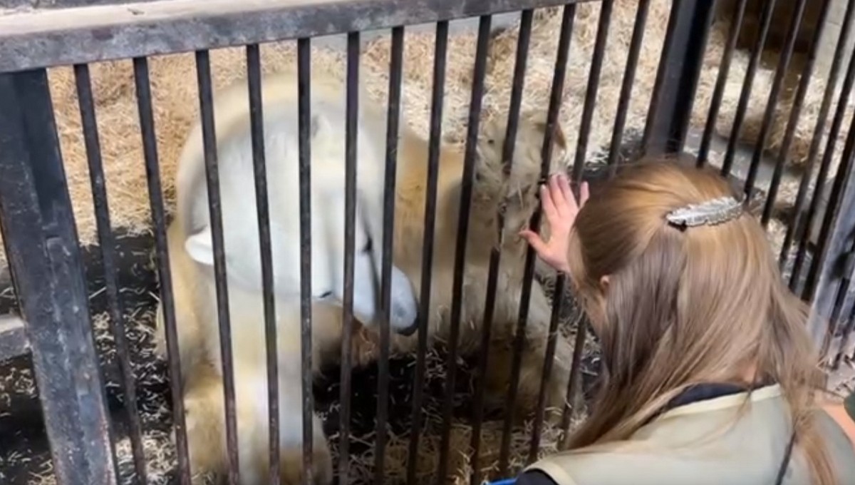 В Московском зоопарке медведь научился давать пять