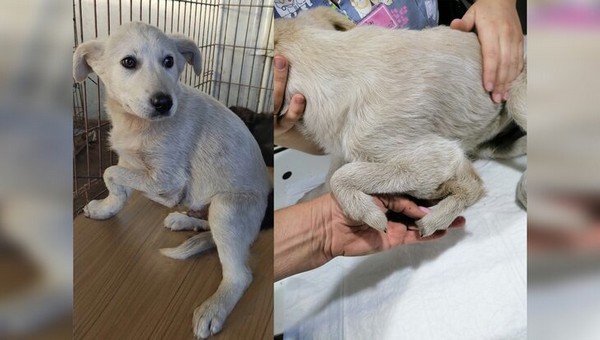 При облаве на бродячих собак в Омске нашли щенка с 5 лапами