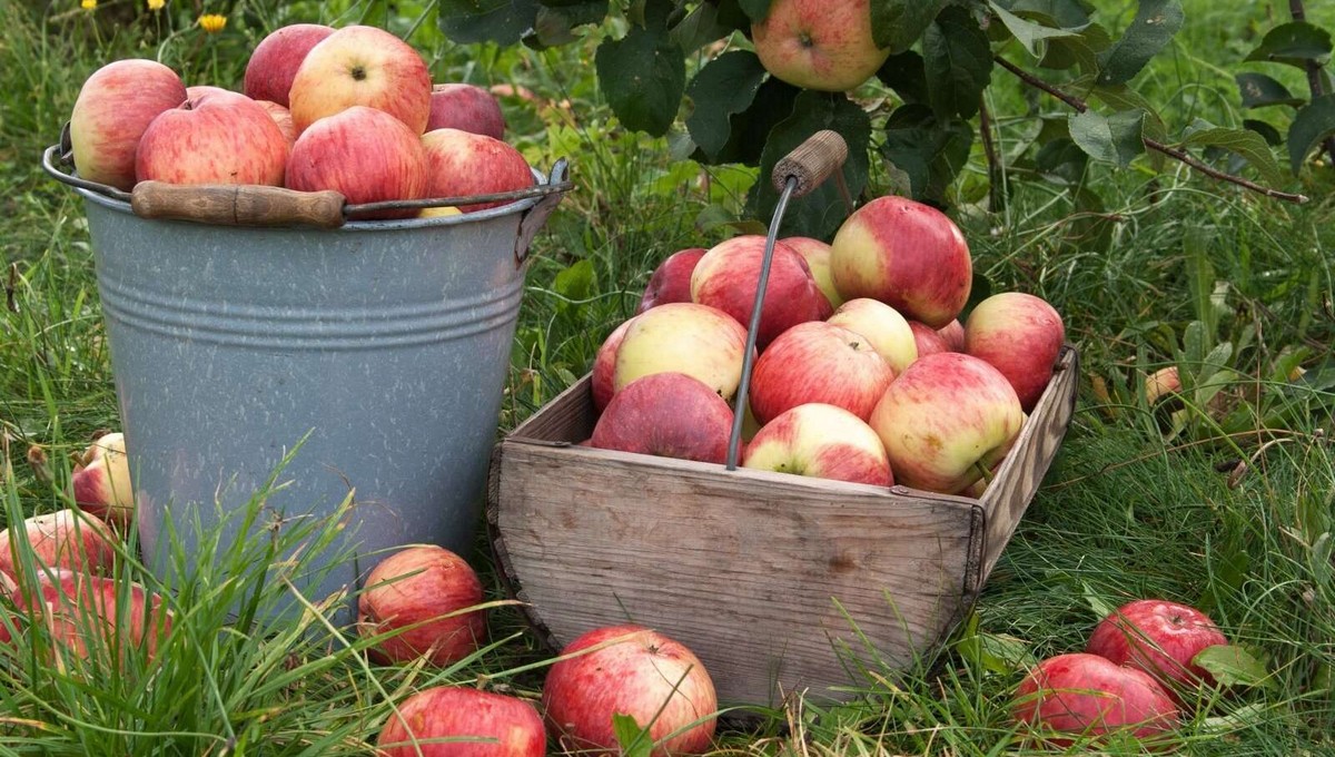 Хотите хрустеть наливными яблочками до осени? Проще простого! 