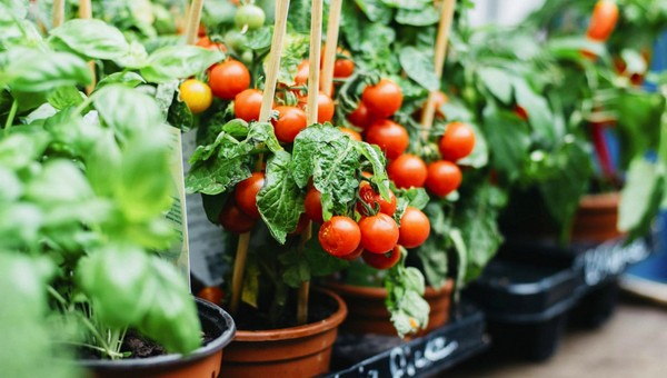 Опытный садовод назвал лучшие сорта помидоров для выращивания дома