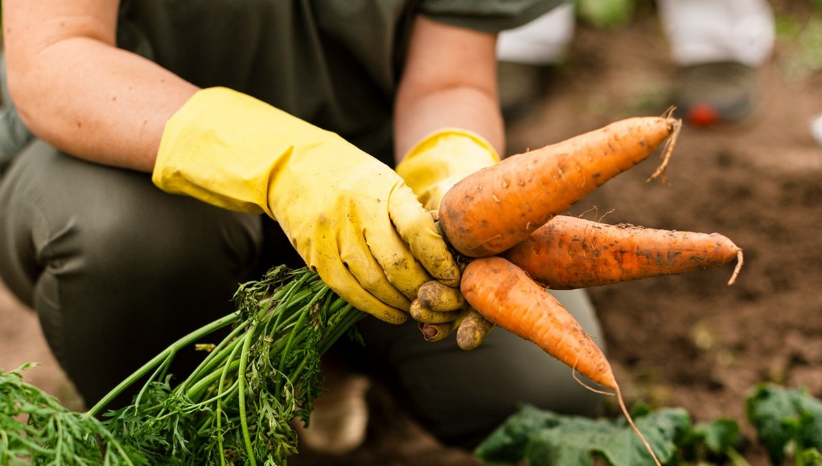 Спешите выкопать морковь и свёклу в эти идеальные даты в сентябре