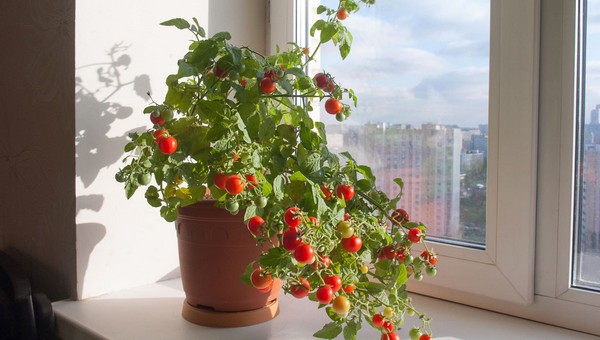 Секреты выращивания мини-помидоров на подоконнике