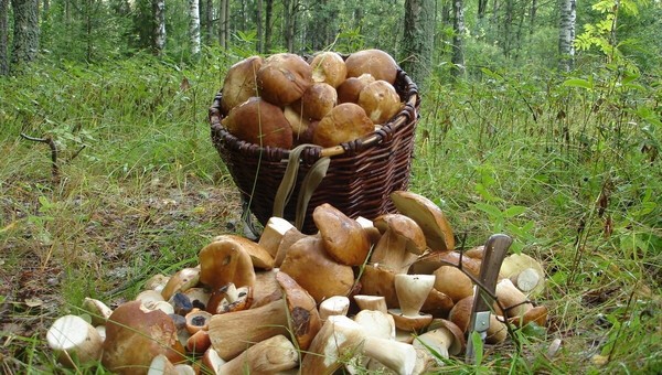 Где собирают грибы лисички