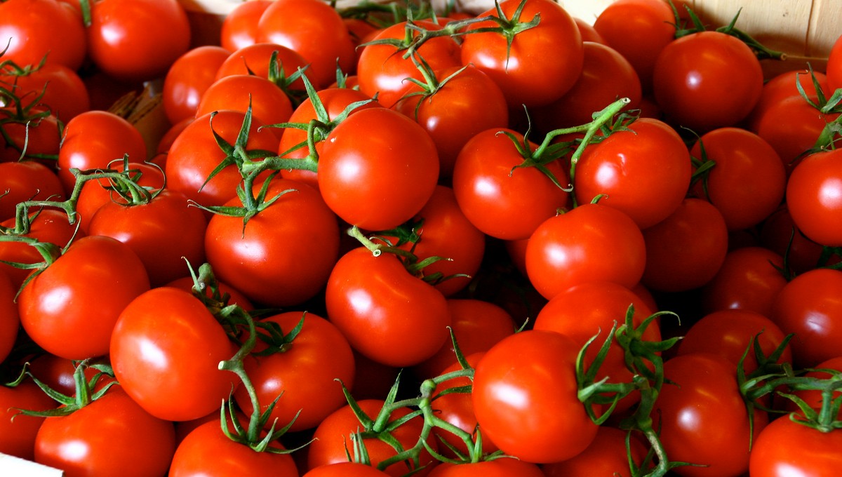 Эта смесь заставит томаты плодоносить вплоть до глубокой осени
