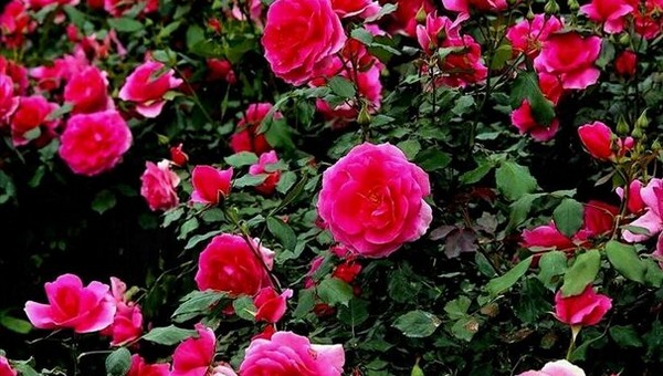 С этими сортами роз наслаждаться цветением будете всё лето
