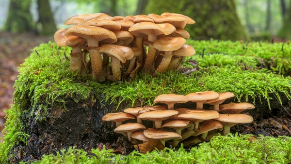 Опытные грибники поделились своим топом мест для «охоты» в Ленобласти