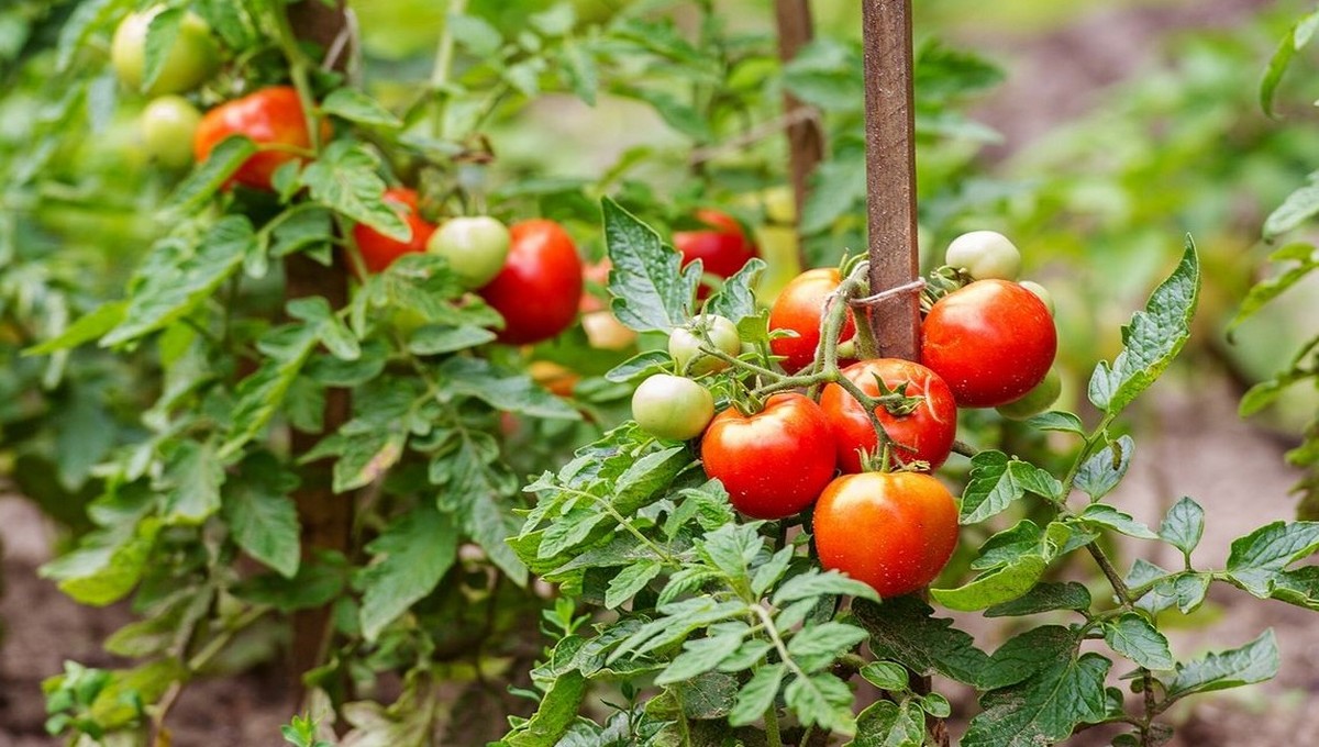 Огородники перечислили самые неприхотливые сорта томатов