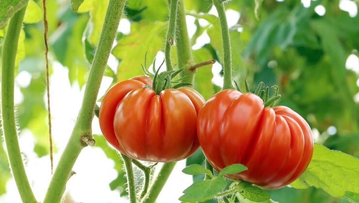Эти сорта томатов — настоящие чемпионы по вкусу