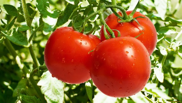 Внесите эту простейшую подкормку для томатов во время созревания