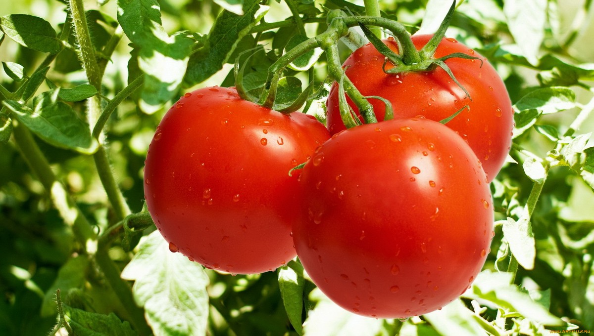 Внесите эту простейшую подкормку для томатов во время созревания