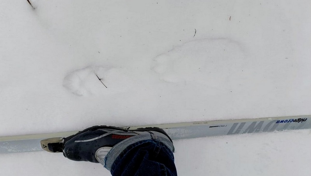 Жители юго-востока Подмосковья нашли на снегу пугающие следы