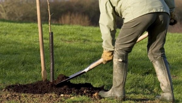 Садоводы-эксперты назвали деревья, которые лучше сажать под зиму 