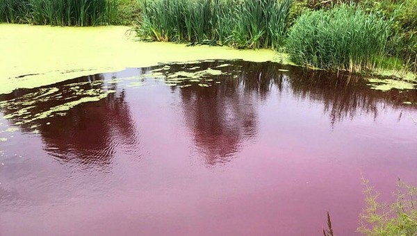 В Подмосковье появилось красное ядовитое озеро