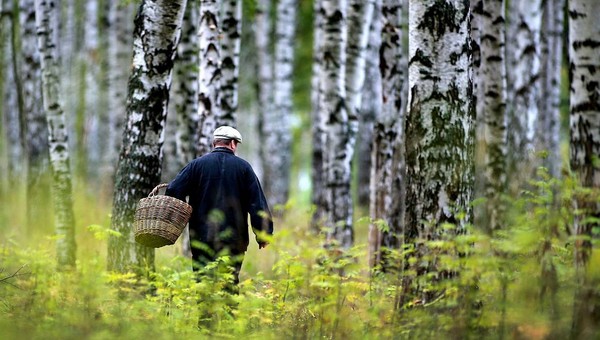 «Опятобесие»: грибники принесли вести с лесов Подмосковья
