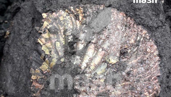 Московские рабочие обнаружили доисторические останки