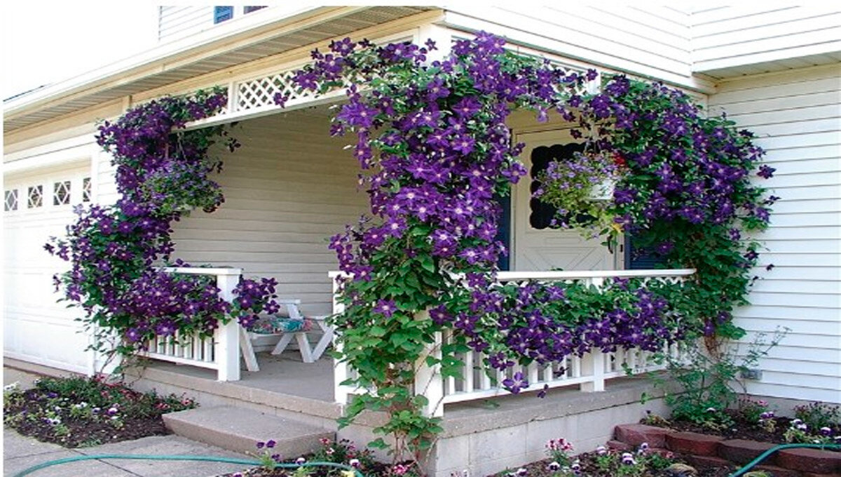 Украсьте свой сад этим роскошным красавцем