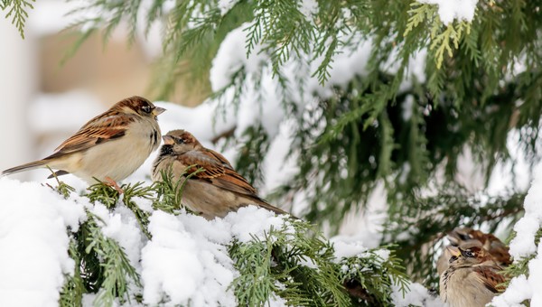 Примета: морозная погода 6 января расскажет о будущей весне и заинтригует любителей тихой охоты