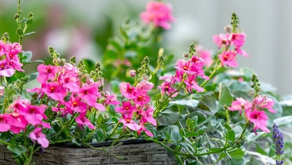 Бесподобный розовый цветок для ленивых садоводов