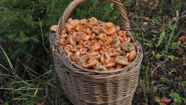 Грибник Калинин: эти грибы в Подмосковье осенью в изобилии