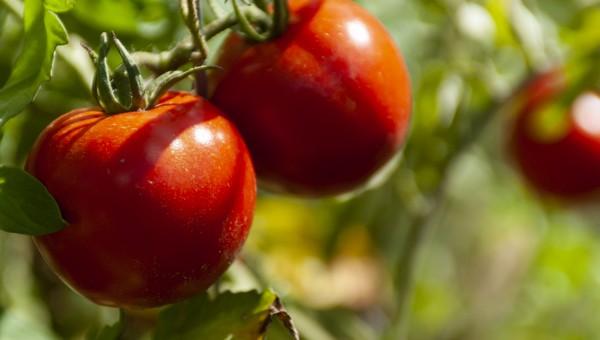 Для начинающих огородников: ультраранний сорт томатов, с которым справится даже новичок 