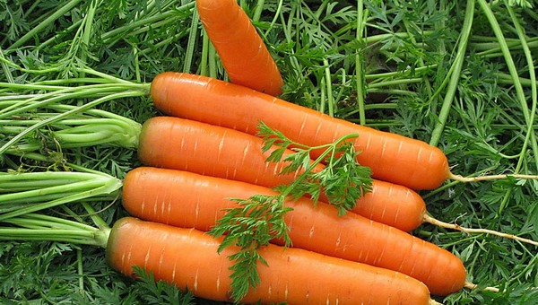 Сладкая, ровная, хрустящая: как добиться высокого урожая от моркови?