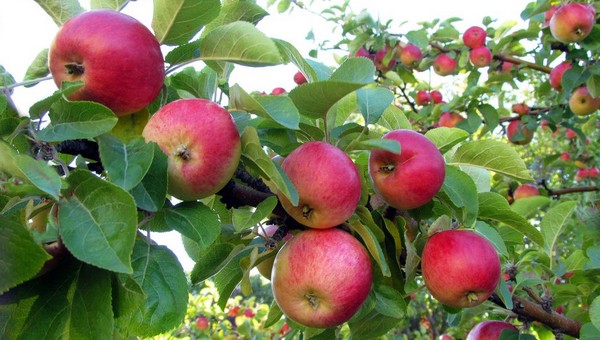 Что зарыть под яблоней, чтобы ветки прогнулись от плодов