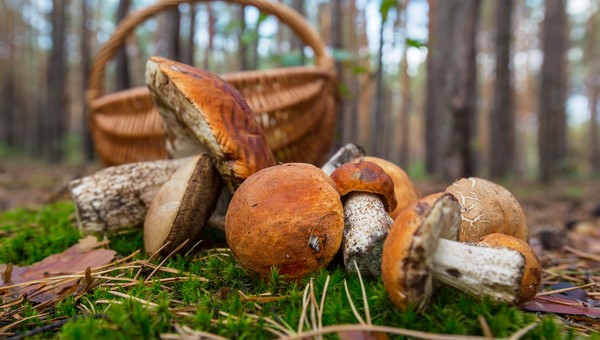 Грибники в шоке: в зимних лесах Подмосковья обнаружен этот популярный съедобный гриб