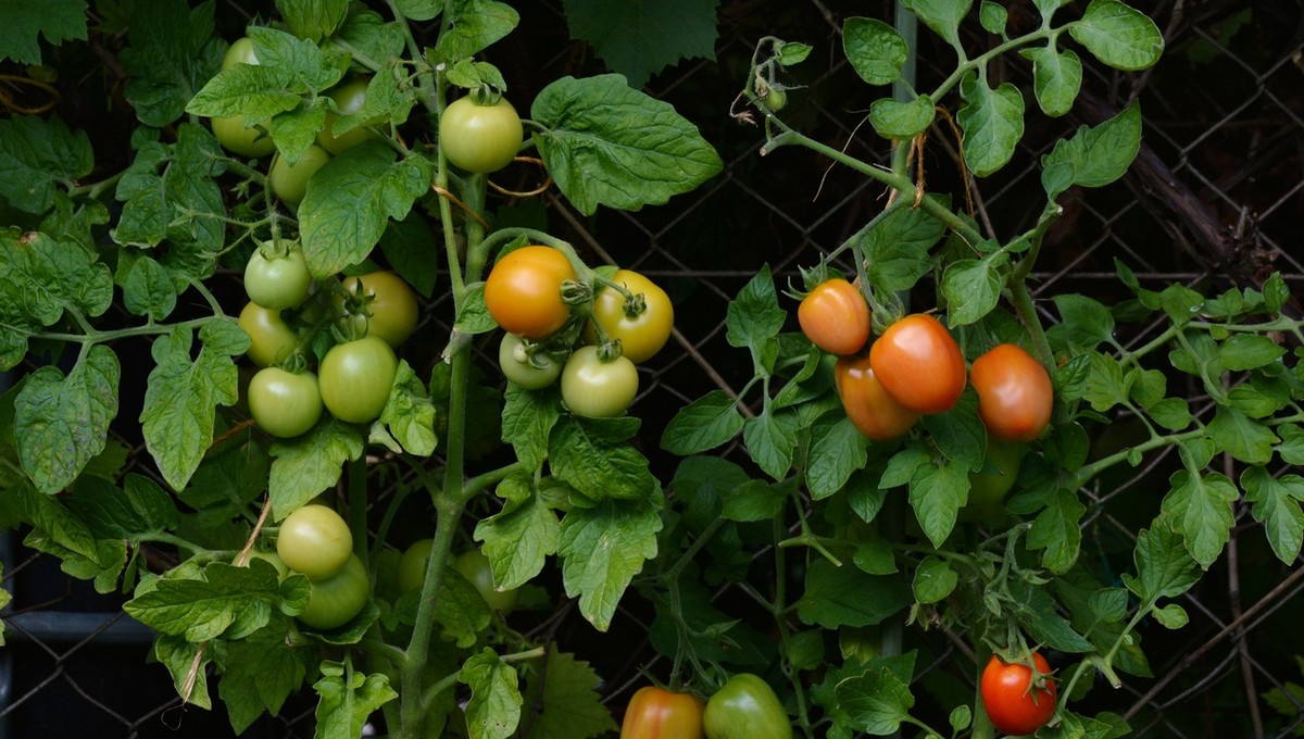 Если у вас небольшой дачный участок: названы 5 лучших сортов томатов с высокой урожайностью