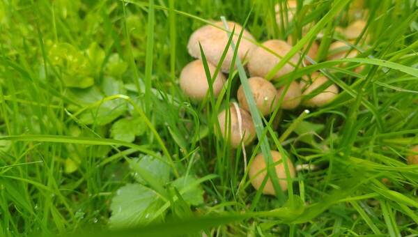 Вкуснейшие летние грибы пошли в активный рост в Подмосковье