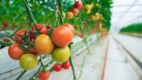 Для ленивых дачников: сверхурожайные сорта томатов, за которыми не требуется особый уход