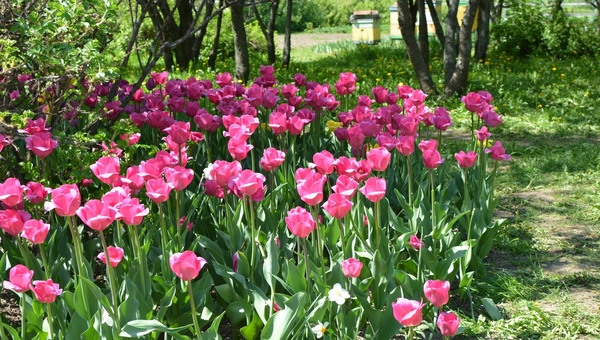 Подкормите тюльпаны весной этим составом — и цветки будут огромными