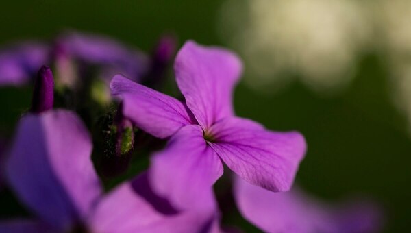 Этот фиолетовый многолетний цветок — чемпион по неприхотливости