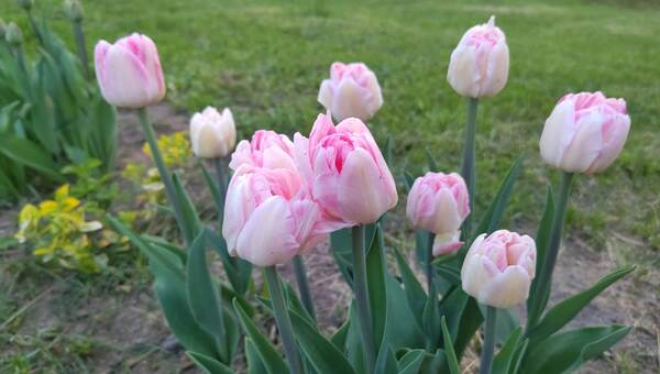 Полейте этим тюльпаны, чтобы цвели чуть ли не весь май