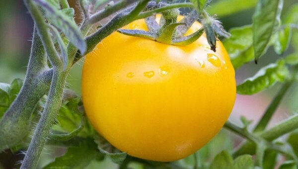 Огородники в восторге от этих пяти сортов жёлтых томатов