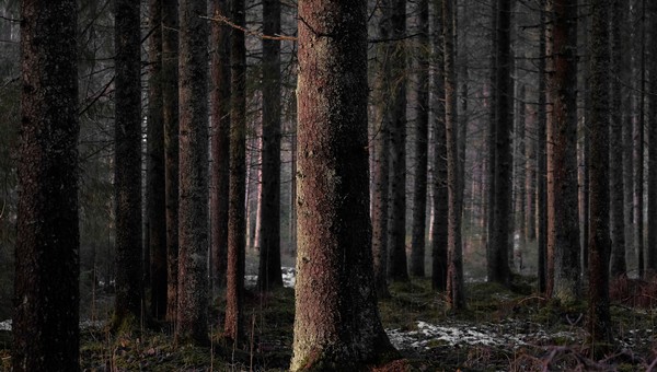 Опасность в столичных лесах: если увидите это – замрите и успокойтесь
