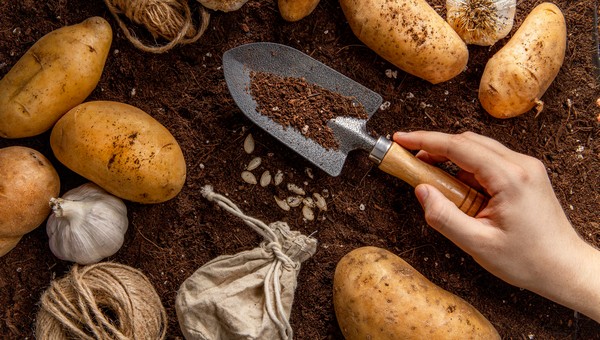 Подмосковных дачников предупредили о штрафе за выращивание картошки на участке