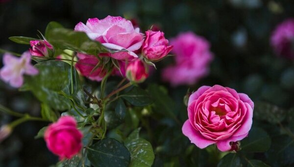 Розам понравится такое лёгкое удобрение весной