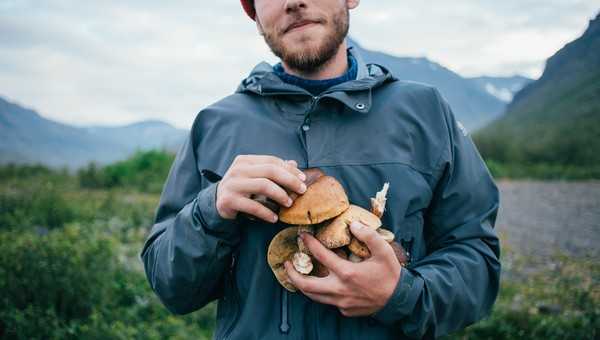 Подмосковные грибники выносят из леса по 4 корзины маслят — где они их находят? 