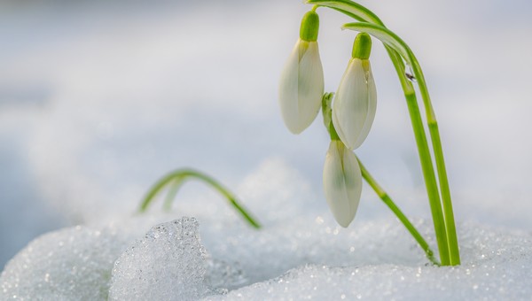 Весна грядёт: погода в начале марта порадует жителей Подмосковья  