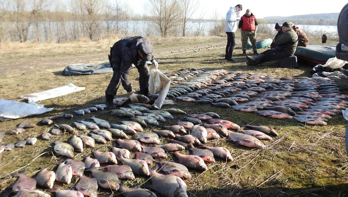 В Серпухове на Оке задержали браконьеров с огромной партией рыбы