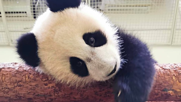 Как оказалось панда Катюша, подрастающая в Московском зоопарке - милый, но опасный зверь