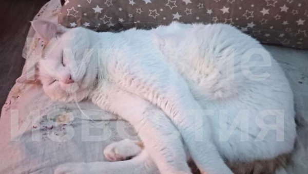 Странная привычка кота Кусика спасла хозяевам жизнь во время пожара